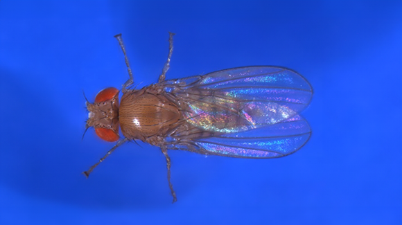 Bloomington Drosophila