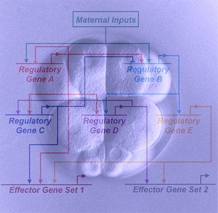 Flowchart superimposed over a dividing cell. Top of chart is Maternal Inputs, bottom is Effector Gene Sets 1 and 2