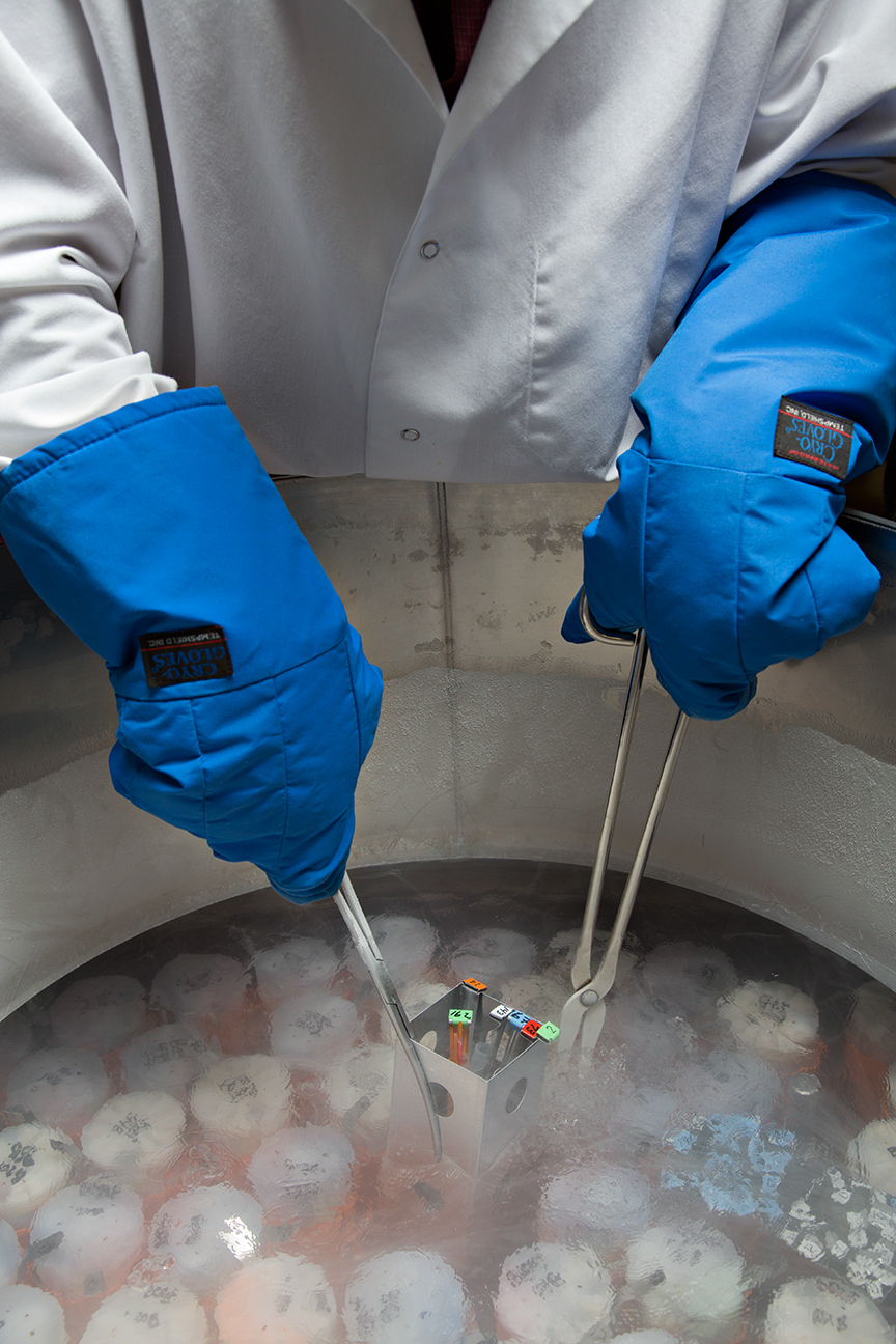Gloved scientist handles samples in liquid nitrogen.
