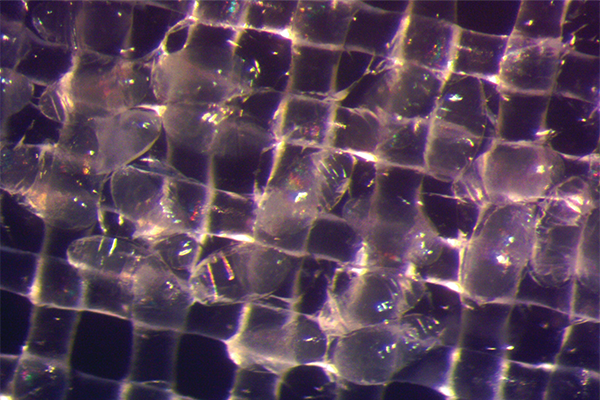 Drosophila embryos in liquid nitrogen.
