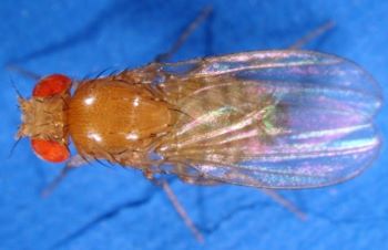 Common Drosophila (fruit fly)