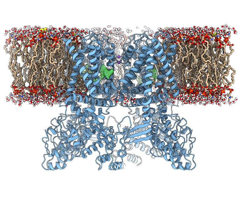 Structure of TRPV1 ion channel (blue) embedded in a lipid bilayer bound with a vanilloid agonist, resiniferatoxin (green).
