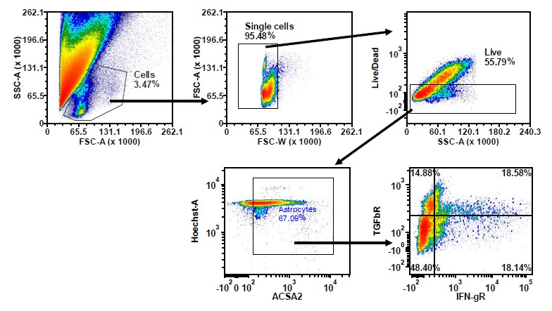 Figure 2. Data generated by the Fortessa for a multiple sclerosis study investigating whether neuronal cells in different regions of the brain express proinflammatory cytokine receptors. Figure courtesy of Dr. Kathleen Brundage, WVU.