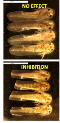 Comparison of axolotl tail regeneration.