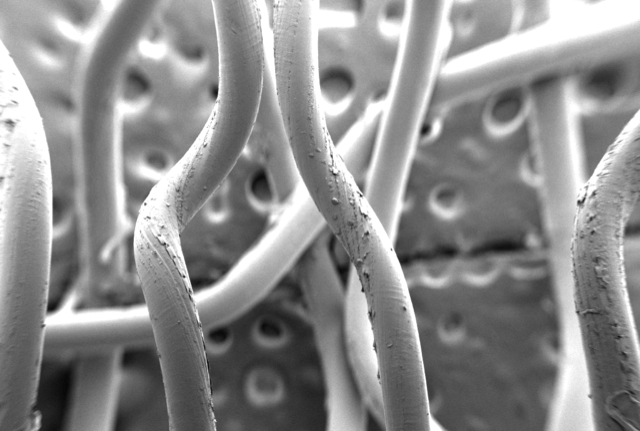 Scanning electron microscopy used to visualize twisting of poly(l-lactic acid) fibers.