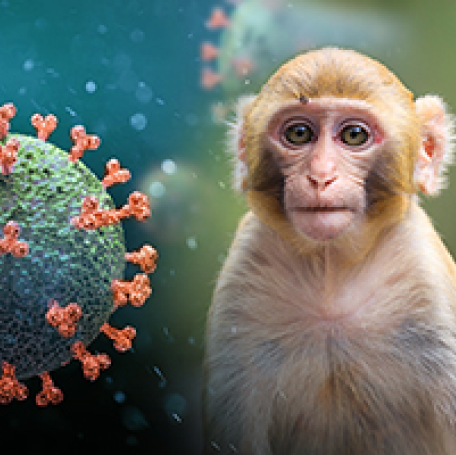 Collage of monkey next to SARS-CoV-2 molecule.