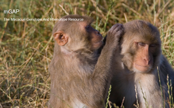 mGAP - the macaque genotype and phenotype resource