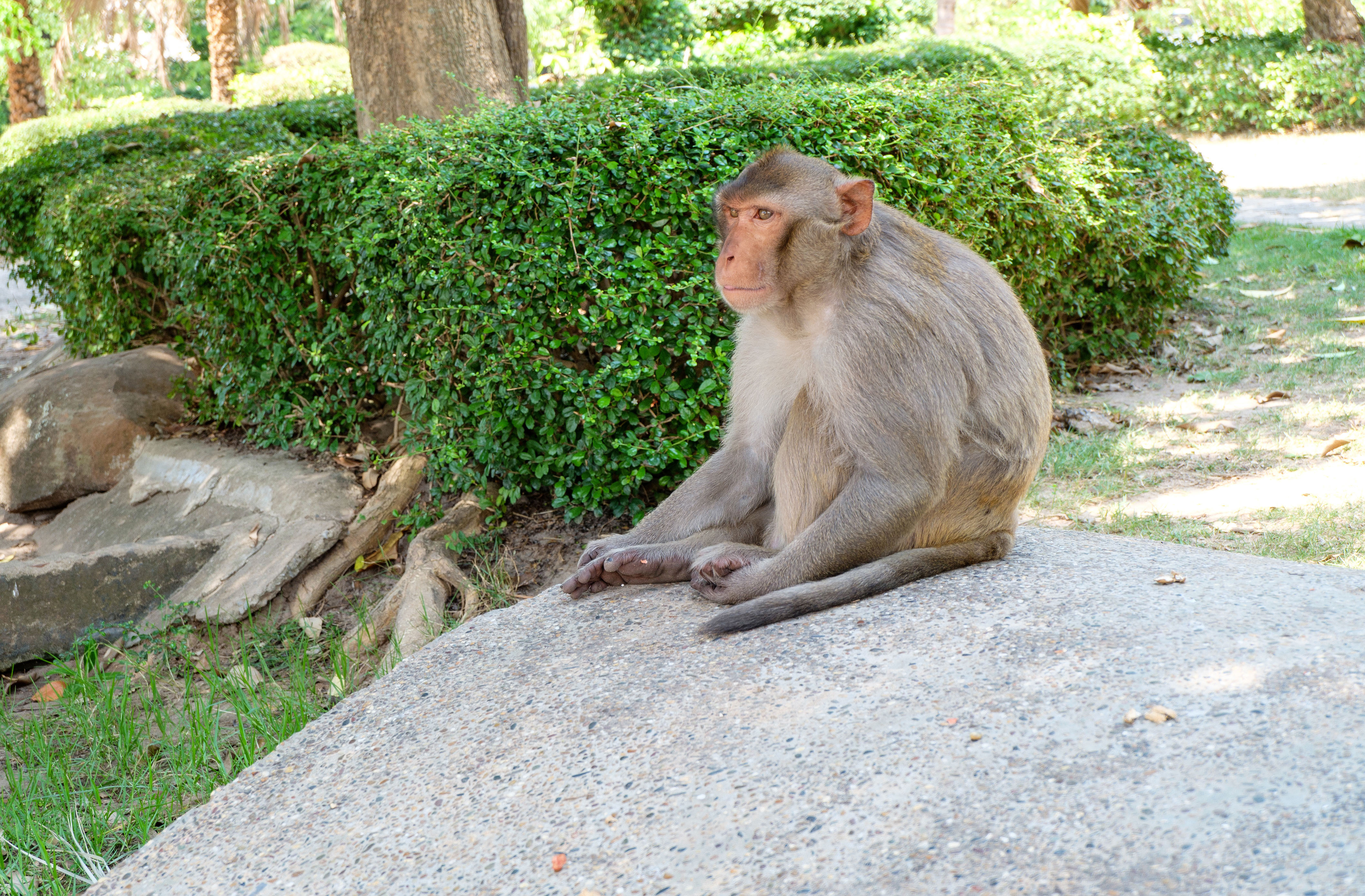 Monkey sitting on rock.