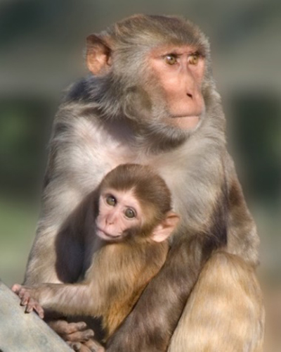 A female rhesus macaque and her infant.