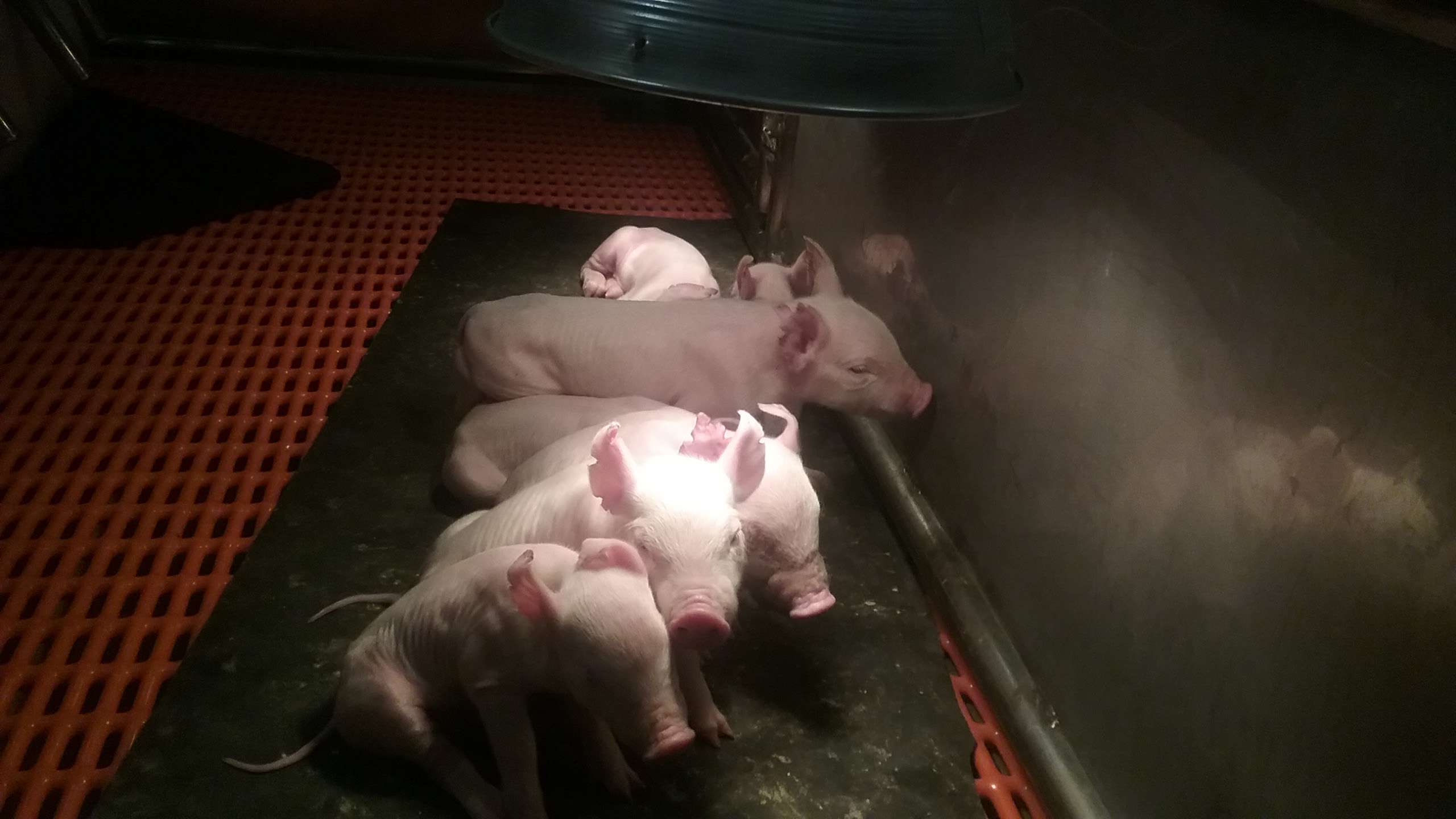 Piglets in the SCID pig bubble facility. Photo courtesy of Christopher Tuggle, Ph.D., Iowa State University.
