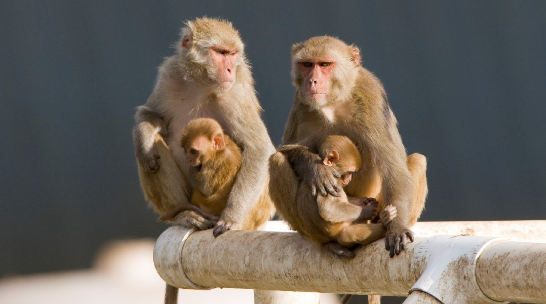 Adult and Young Macaques