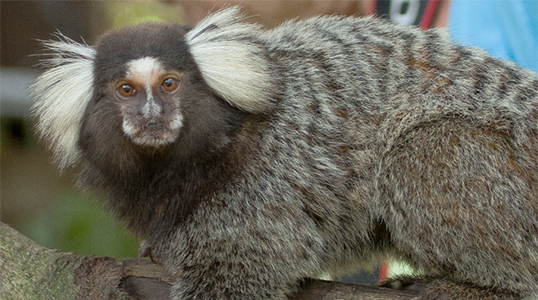 Monkey hanging on a branch