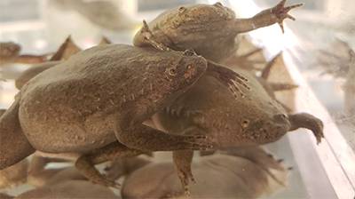 An image of Xenopus frogs in a tank.