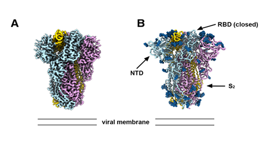 Molecular diagrams showing the architecture and antigenicity of the PRD-0038 S trimer