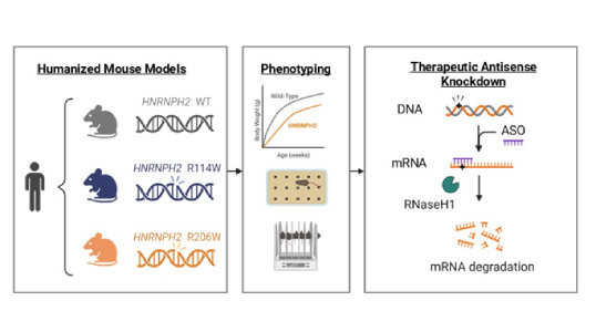 Humanized mouse models design. Phenotyping via body weight, cognition, and motor coordination. Therapeutic antisense knockdown via mRNA degradation.