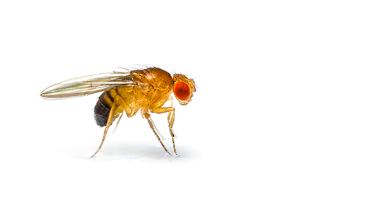 Fruit fly