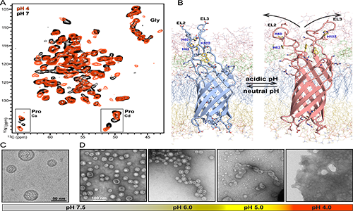 NMR of bacterial extracellular vesicles reveals pH-driven conformational change of the Salmonella surface protein PagC.