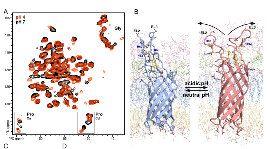 NMR of bacterial extracellular vesicles reveals pH-driven conformational change of the Salmonella surface protein PagC.
