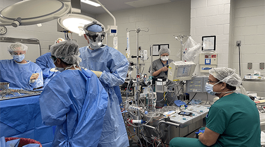 A clinical team performing experimental partial heart transplantation in a piglet.