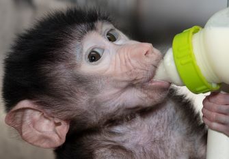 Baboon infant