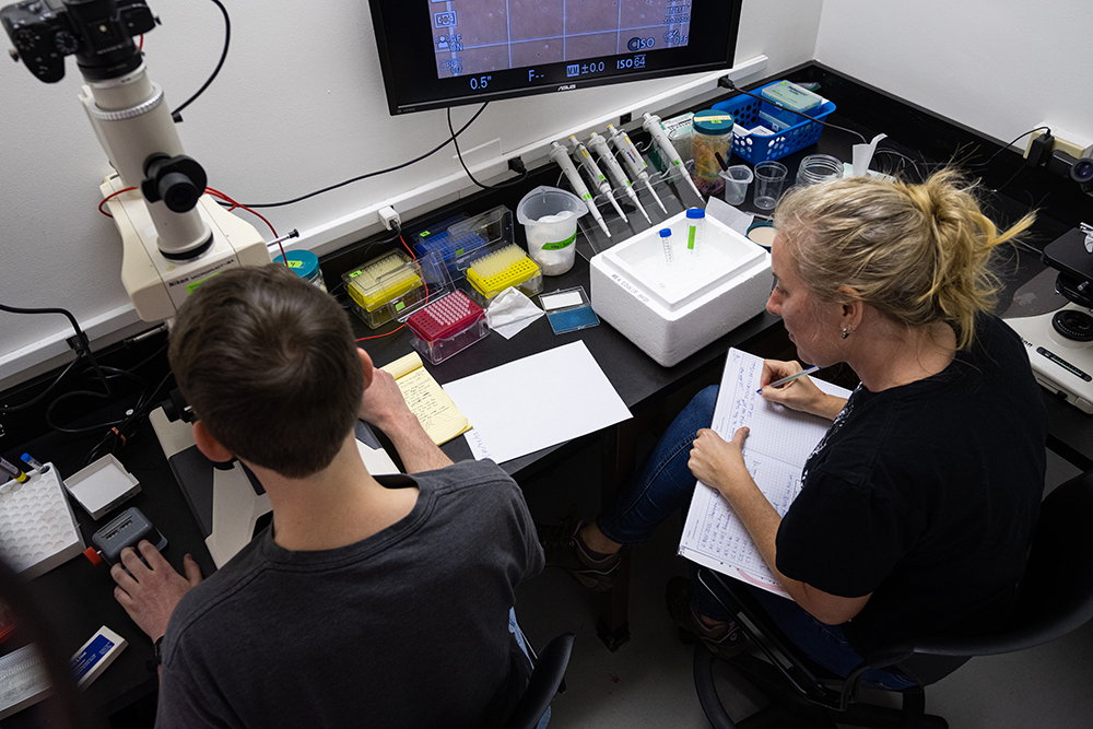 Mr. Carl Anderson, from the National Xenopus Resource, working with Dr. Lucia Arregui at the AGGRC during a training visit to develop useful cryopreservation approaches for Xenopus frogs. Photo courtesy of the AGGRC.