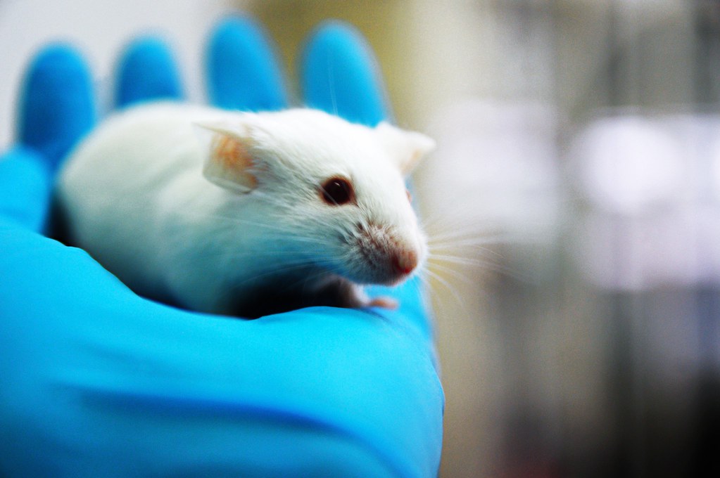 White mouse in the palm of a blue gloved hand.