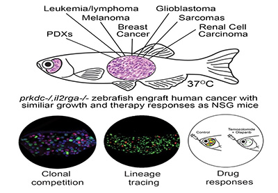 Transparent zebrafish that can engraft a wide array of cancer types