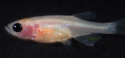 Transparent adult zebrafish that lack T, B, and NK cells