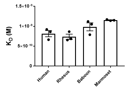 An anti-CD40 antibody can bind not only NHP species, but also a human target. Photo courtesy of Dr. Keith Reimann, Program Director of NHPRR.