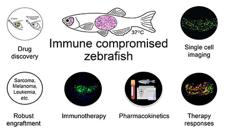 graphics showing an immune compromised zebrafish and imagery of immunotherapy, pharmacokinetics, therapy responses, single cell imaging, drug discovery and robust engraftment