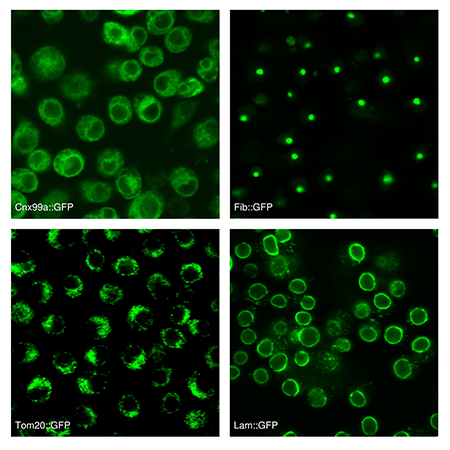 Live images of Drosophila cultured cells expressing GFP fusions to proteins localized to specific sub-cellular compartments, generated using a CRISPR/Cas9 knock-in approach.