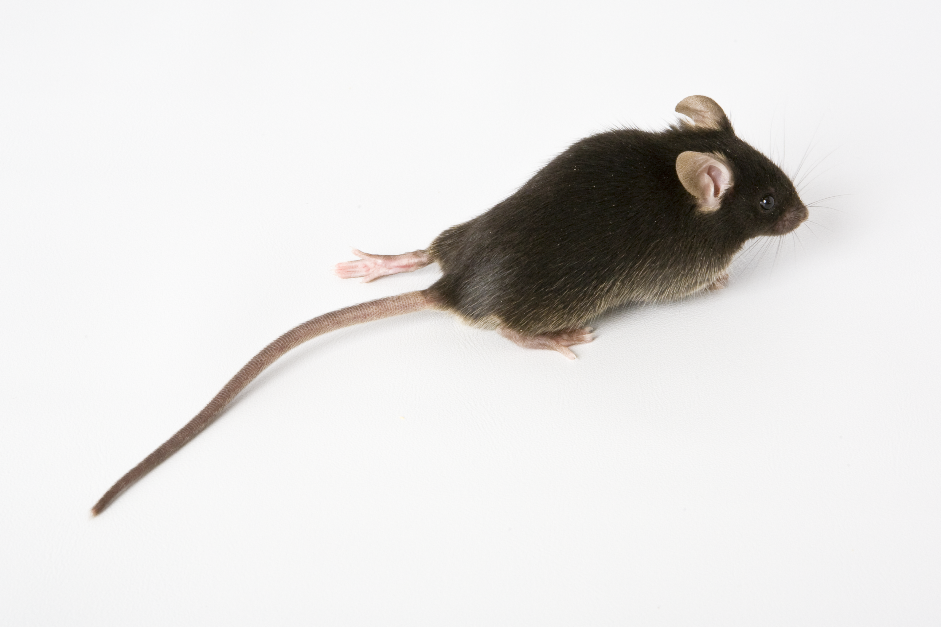 A mouse with hertiable leg dragging.