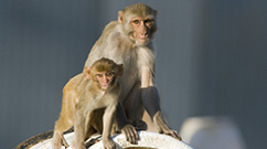 Rhesus monkeys