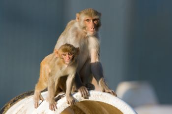 ONPRC Rhesus monkeys