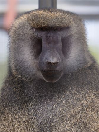 Male Baboon