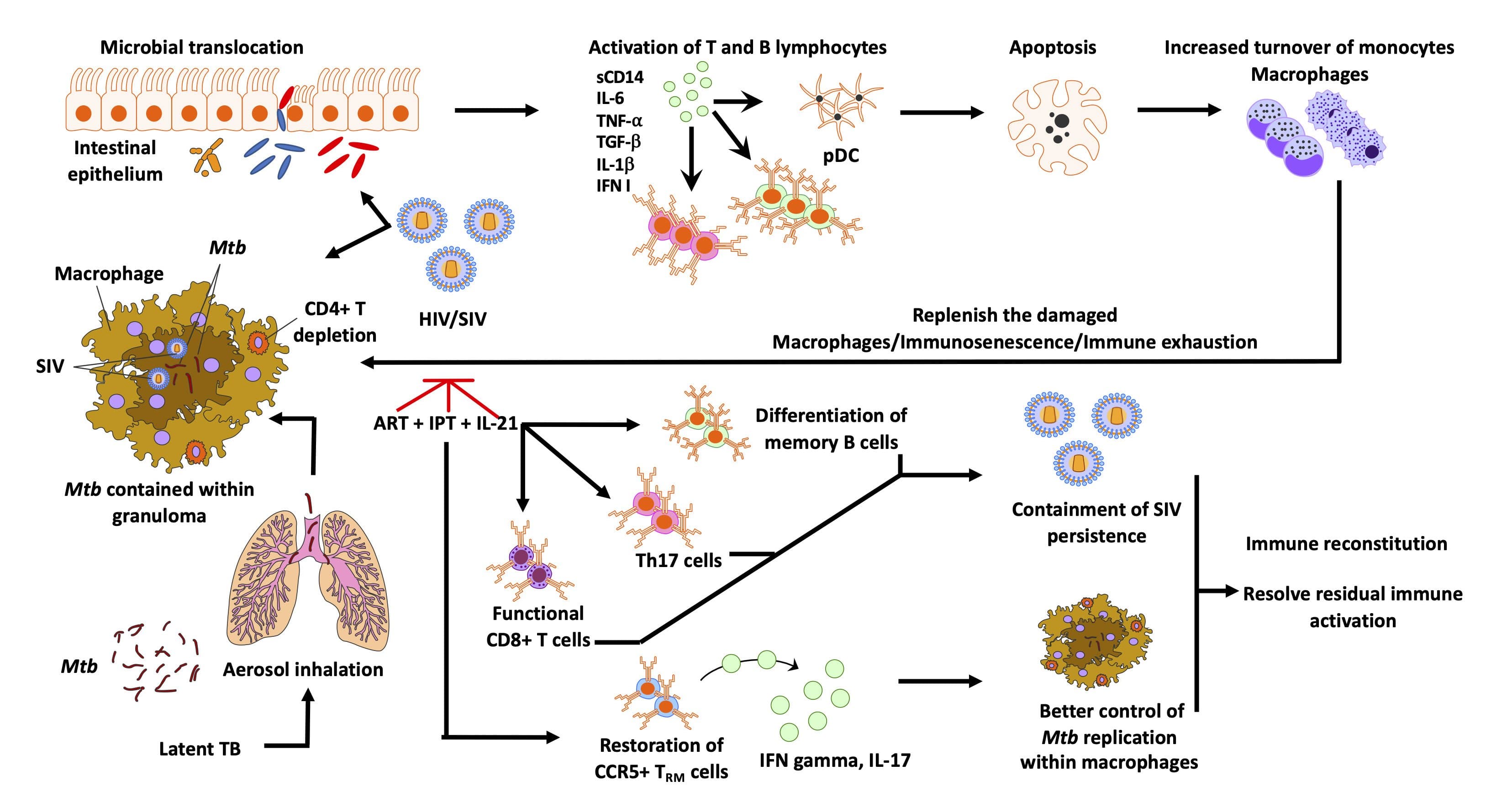 Chronic immune activation in Mtb/SIV coinfection.