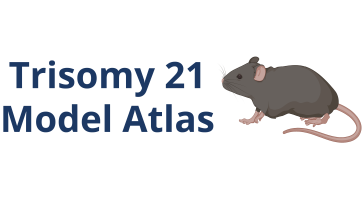 An illustration of a mouse. Trisomy 21 Model Atlas.