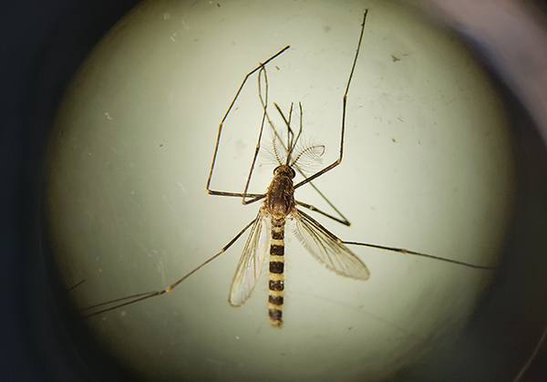 Culex genus of mosquito (female)