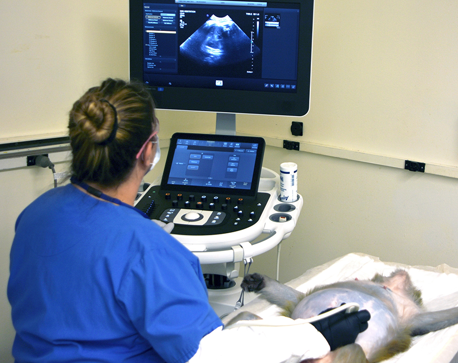 A veterinary staff member performs an ultrasound on a pregnant macaque to monitor the health of the fetus. Image courtesy of the CNPRC.