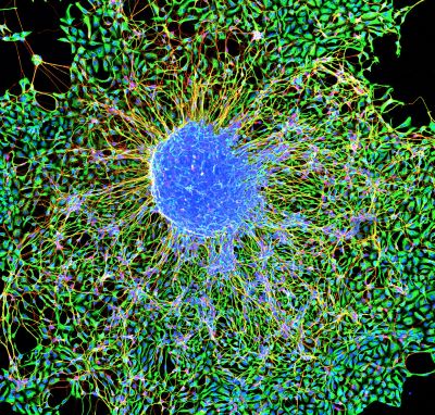 Nonhuman primate stem cells differentiating into neurons. 