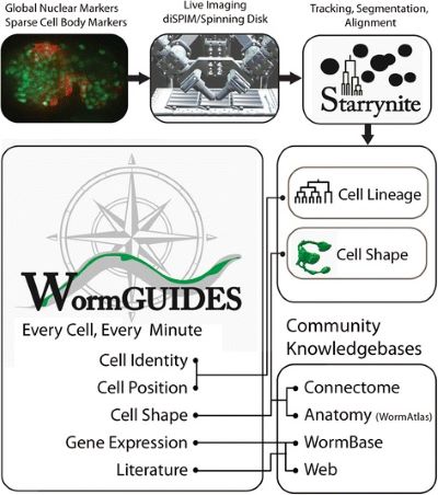 WormGUIDES diagram.