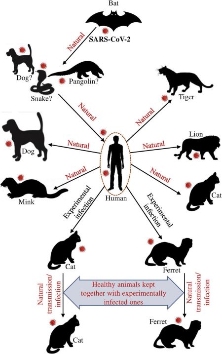 Host range of SARS-CoV-2 and animals susceptible to SARS-CoV-2.