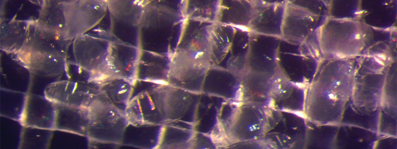 Drosophila embryos frozen in liquid nitrogen. Image courtesy of Dr. John Bischof, University of Minnesota.