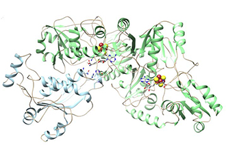 Cornell University was pleased to share this example of a crystal structure determined using PAD. This unpublished image shows a diphthamide biosynthetic enzyme. Mutations in proteins involved in diphthamide biosynthesis have been connected to cancer