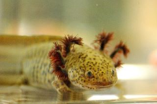 The Amazing Axolotl A Valuable Model For Regenerative Medicine Office Of Research Infrastructure Programs Orip Dpcpsi Nih