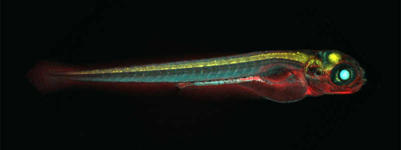 Researchers are using zebrafish models to understand the dynamics of cellular regeneration. Image courtesy of Dr. Jeffrey Mumm, Wilmer Eye Institute, Johns Hopkins Medicine.