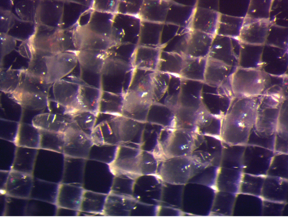 Drosophila embryos frozen in liquid nitrogen. Image courtesy of Dr. John Bischof, University of Minnesota.