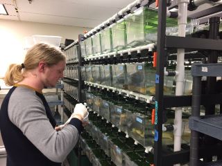 Scientist working with axolotl housing.