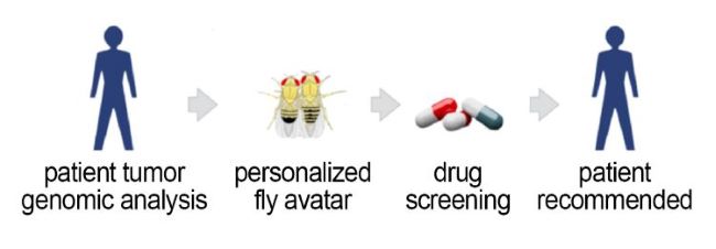 Personalized fly avatar approach.