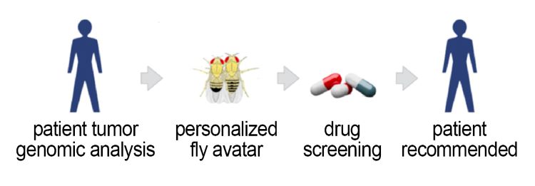 Personalized fly avatar approach
